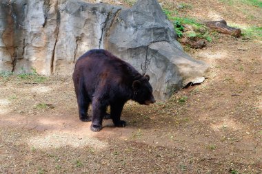Hayvanat bahçesindeki büyük siyah ayı.