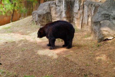 Hayvanat bahçesindeki büyük siyah ayı.
