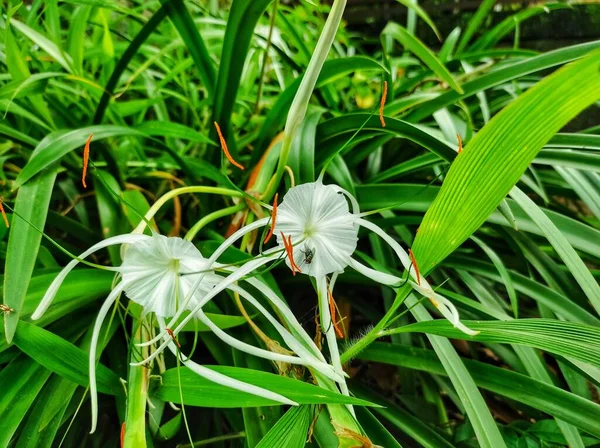 Hymenocallis (better known as lily) is a genus of flowering plants in the Amaryllidaceae family.  There are about 50 species of this genus native to tropical and subtropical parts of America.  Hymenoc