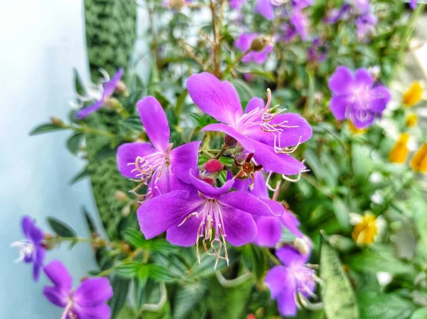 Senggani Çiçeği Melastomataceae Ailesine Ait Bir Çalıdır — Stok fotoğraf