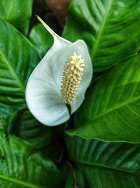 Zambaklar, Endonezya 'da bu çiçeğe genellikle Zambak denir. Zambaklar beyazla eş anlamlıdır. Aynı zamanda beyaz olan Barış Zambağı (Spatthiphyllum) da dahil. Bu rengin zarafeti simgelediğine inanılır..