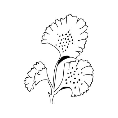 Hand drawn leaves. Doodle vector illustration. Isolate on a white background.
