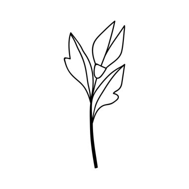 Tek elle çizilmiş çiçek. Çizimler vektör illüstrasyonu. Beyaz bir arkaplanda izole edilmiş.