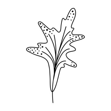 Tek elle çizilmiş yaprak. Doodle vektör çizimi. Beyaz bir arkaplanda izole edilmiş.
