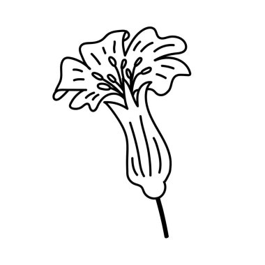 Tek elle çizilmiş çiçek kafası. Çizimler vektör illüstrasyonu. Beyaz bir arkaplanda izole edilmiş.