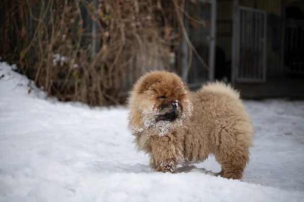 Chow chow puppy is playing in snow park. Winter time. Home animals and pets.