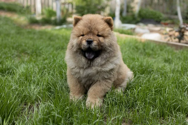 Close-up portrait of chow chow puppy sitting on green grass. Home pets. Animal friends.