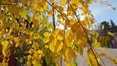 Huş ağacının dallarını düşür. Altın sonbahar. Huş ağacı yapraklarının manzarasını kapat. Halk parkında altın düşüşü. Ağaçtaki yaprakların arasından süzülen güneş ışığı.