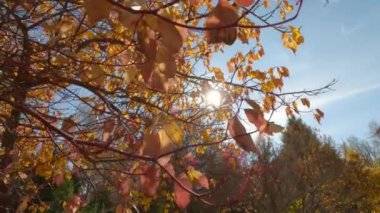 Altın sonbahar yapraklarının yakın görüntüsü. Sonbahar kolu. Ağaçlardaki yaprakların arasından güneş ışığı parlıyor. Park manzarasında sarı düşüş.