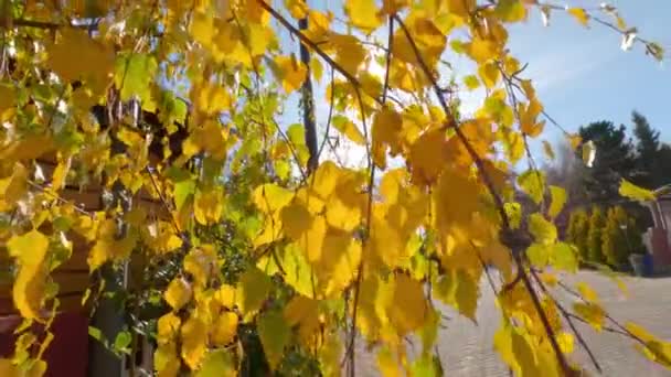 자작나무 자작나무 닫습니다 지역에서 자작나무에 광선의 — 비디오