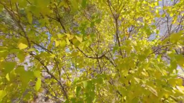 Yakınlaştırma efektiyle sarı yapraklı leylak ağacının görüntüsü. Mevsim yazdan sonbahara değişiyor