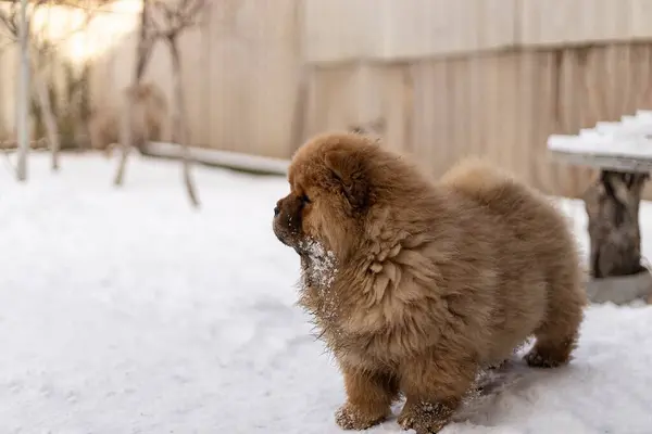 Kahverengi renkli Chow Chow köpek yavrusu karlı arazinin tadını çıkarıyor, bir arka bahçede keşfediyor ve oynuyor. Yumuşak kar, yavru köpeklerin altın kürkleriyle çelişiyor ve sakin bir kış anı yaratıyor..