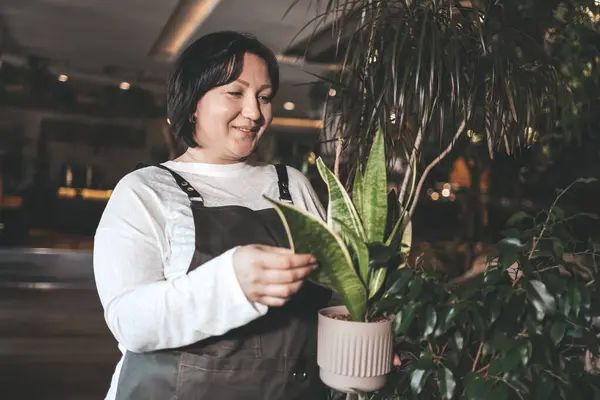 Güzel ev hanımı başka bir çömleğe dracaena naklediyor. Kadın çiçekçi, kapalı alandaki bitkileri tencereye dikiyor. Çiçekçi dükkanı çalışanı kafede yeşillikle ilgileniyor..