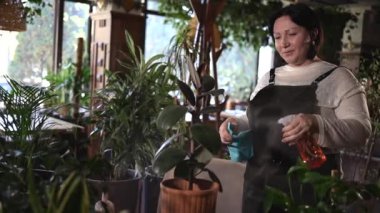 Mutlu kadın meraklısı tozdan yaprakları temizliyor ve çiçeğe su püskürtüyor. Önlüklü Avrupalı ev hanımı saksı bitkileriyle ilgileniyor. Yaşlı kadın bitki yapraklarındaki toprağı temizliyor..