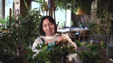 Gülümseyen kadın bahçıvan esmer yeşil bitkilerle ilgileniyor. Küçük bir bez parçası kullanarak saksı bitkilerinden su temizleyen orta yaşlı güzel bir kadın..