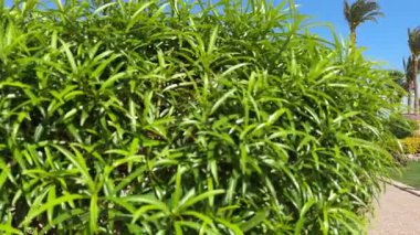 Sharm El Sheikh, Mısır - 15 Mart 2025: yemyeşil yapraklar gün ışığında parıldıyor. Renkli ahşap oyun parkı ve uzun palmiye ağaçları arka planda büyük yeşil bir çalıdan sonra ortaya çıkar.