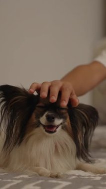 Neşeli Papillon köpeği rahatlar ve gülümserken sahibinden nazik bir evcil hayvan alır. Kapalı mekanda neşeli bir bağ ve şefkat anı yaşar..