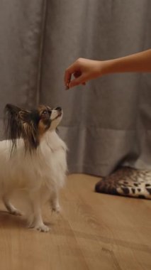 Akıllı küçük Papillon Spaniel köpeği el işaretlerine coşkuyla cevap verirken bir insan ödül sunuyor. Küçük şirin köpek etrafta dönüyor ve ödül olarak yiyecek alıyor. Evcil hayvan evde numaralar öğreniyor..