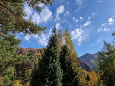 Beautiful landscape of the mountains. The mountains are covered with trees. Clouds are floating in the sky. A sunny day in the mountains.