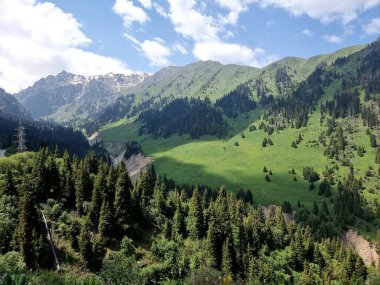 Güzel dağ manzarası. Dağlarda güneşli bir yaz günü. Dağlar da kozalaklı ağaçlarla doludur.
