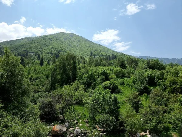 一个阳光灿烂的夏日在山上 群山被植物覆盖着 — 图库照片