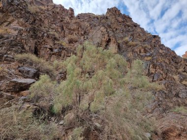 bir ağaç ile güzel dağ manzara