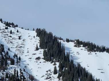 Kar ve ormanla kaplı kış dağı manzarası