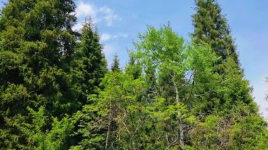 Ormanın güzel manzarası