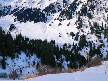 Karla kaplı ağaçlarla kaplı harika kış manzarası