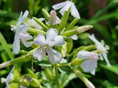 Bahçedeki güzel çiçekler. Bulanık yeşil çimlere karşı Saponaria officinalis bitkisi ile doğal arka plan. Yaz çiçeği, bahçıvanlık, bahçıvanlık konsepti.