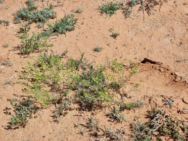 Çölde kuru ot ve kuru toprak.