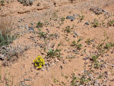 Bitkilerle çöl manzarası