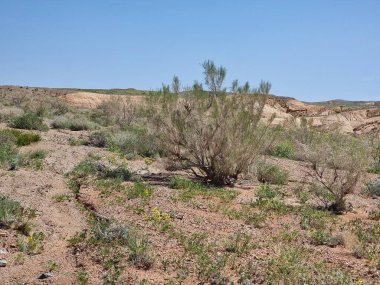 Çölün güzel manzarası 