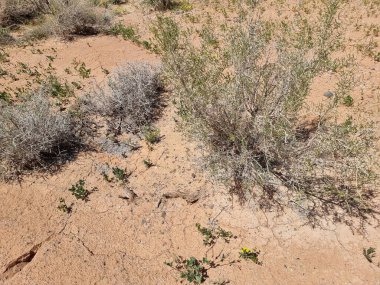 Çöldeki harika bitkiler