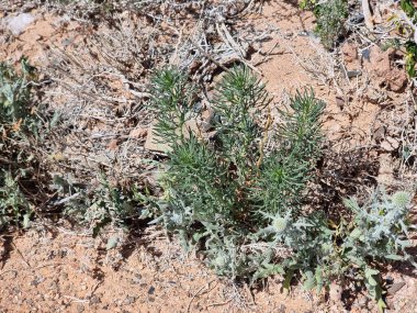 Çöldeki güzel bitkiler