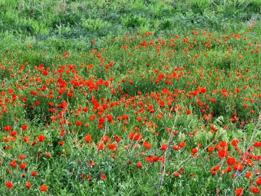 Baharda yeşil bir çayırda kırmızı gelincikler ve diğer çiçekler