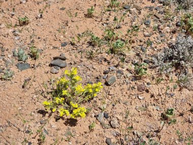 Çölde harika bir çiçek. Güzel botanik fotoğrafı, doğal duvar kağıdı..