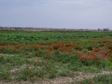 Çiçek tarlası olan güzel manzara
