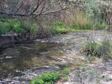 Ormandaki nehrin güzel manzarası
