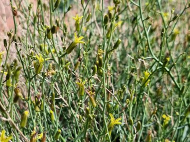 Çölün ortasında sarı çiçek