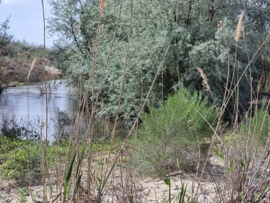 Ormandaki güzel nehir