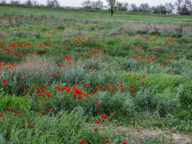 Tarlada güzel kırmızı gelincikler