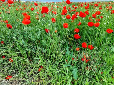 Kırmızı gelincikler tarlada.