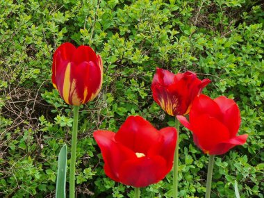 Bahçedeki kırmızı laleler