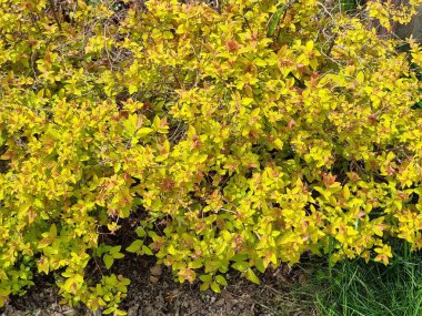 Bahçedeki çalılıkta sarı yapraklar. Spiraea japonica bahçede..