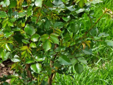 Gül yeşil yaprakları