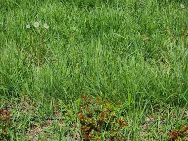 Parkta yeşil çimenler