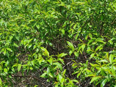 Bahçedeki ağacın yeşil yaprakları. Bitki adı Prunus laurocerasus..