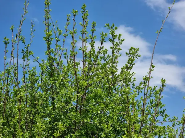 Ormandaki yeşil ağaç. Bitki adı Prunus padus..