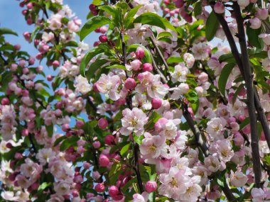 İlkbaharda elma ağacı çiçek açar.